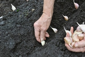 Sadzenie czosnku wiosną i jesienią