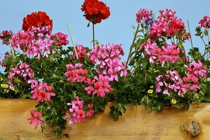Pelargonia kaskadowa - uprawa i pielęgnacja