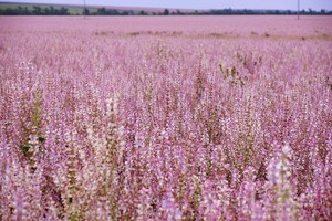 Szałwia muszkatołowa - uprawa, pielęgnacja i rozmnażanie