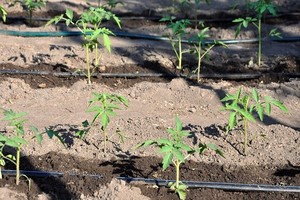 Nawożenie i podlewanie pomidorów