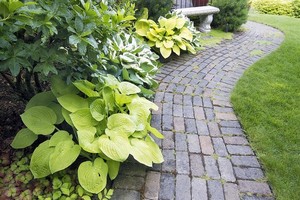 Funkia (hosta) ogrodowa - sadzenie, uprawa i rozmnażanie
