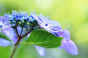 Hortensja piłkowana - uprawa, pielęgnacja, odmiany i rozmnażanie
