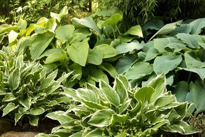 Funkia (hosta) - najciekawsze odmiany