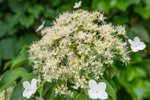 Hortensja pnąca - uprawa, pielęgnacja i rozmnażanie
