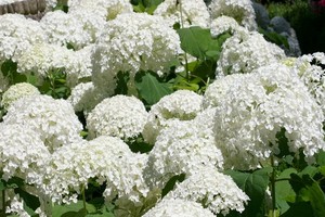 Hortensja krzewiasta, drzewiasta - uprawa, odmiany i cięcie