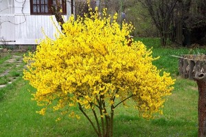 Forsycja pośrednia - odmiany, uprawa i cięcie