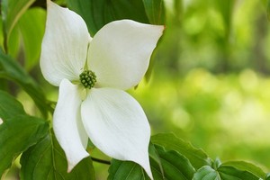 Dereń kousa - sadzenie, uprawa, odmiany i rozmnażanie