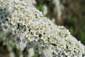 Tawuła szara - sadzenie, uprawa, cięcie, pielęgnacja i rozmnażanie