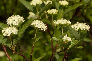 Dereń biały - odmiany, uprawa, cięcie i rozmnażanie