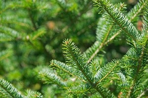 Jodła balsamiczna - odmiany, uprawa i pielęgnacja