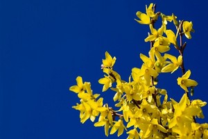 Forsycja - rozmnażanie z sadzonek i odkładów