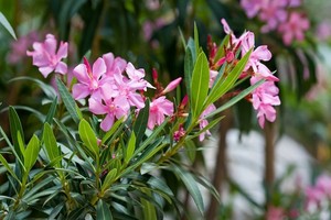 Oleander - przycinanie zgodne z zasadami