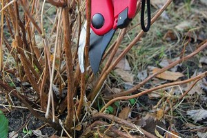 Przycinanie hortensji - kiedy i jak?