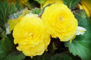 Begonia bulwiasta - odmiany, uprawa i pielęgnacja