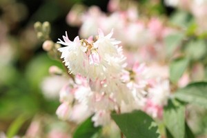 Żylistek - odmiany, uprawa, cięcie i rozmnażanie