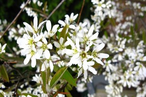 Świdośliwa - odmiany, uprawa, cięcie i rozmnażanie