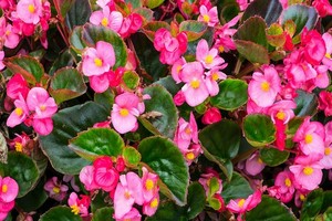 Begonia stale kwitnąca - odmiany, uprawa i wymagania