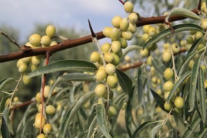 Oliwnik wąskolistny - uprawa, wymagania i rozmnażanie
