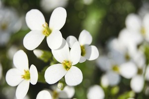Gęsiówka kaukaska - uprawa, wymagania i rozmnażanie