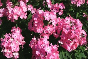 Floks (płomyk) wiechowaty - odmiany, uprawa, wymagania i rozmnażanie