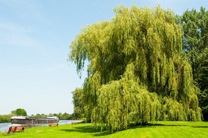 Wierzba biała (pospolita) - uprawa, wymagania i odmiany