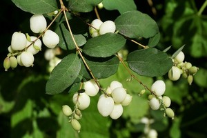 Śnieguliczka biała - opis, uprawa i rozmnażanie