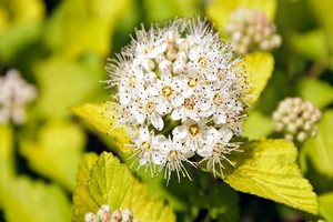 Pęcherznica kalinolistna - odmiany, uprawa i wymagania