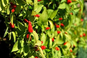 Uprawa i pielęgnacja papryki chili bez tajemnic