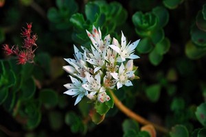 Rozchodnik kaukaski - wszystko o uprawie, odmianach i wymaganiach