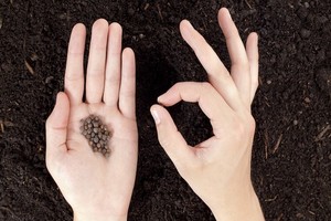 Kiedy i jak siać warzywa? Optymalne terminy i techniki