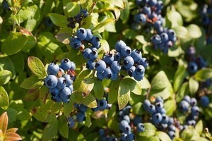 Nawożenie borówki amerykańskiej. Przedstawiamy zasady