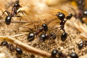 Skuteczne sposoby na pozbycie się mrówek z ogrodu