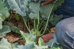 Kalarepa - wszystko o odmianach, rozsadzie, sadzeniu i uprawie