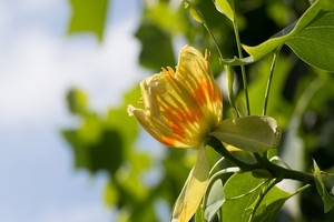 Tulipanowiec amerykański - niezwykłe drzewo. Uprawa, wymagania i pielęgnacja