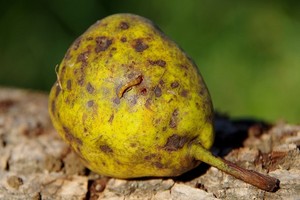 Choroby i szkodniki gruszy - objawy i zwalczanie