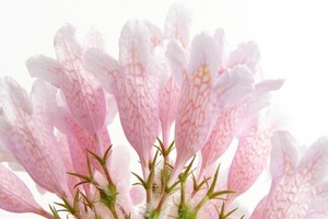 Kolkwicja chińska. Wszystko o uprawie, wymaganiach i rozmnażaniu