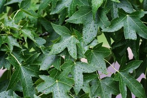 Ambrowiec amerykański (balsamiczny) - wszystko o odmianach, pielęgnacji i zastosowaniu