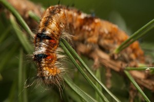 Barczatka sosnówka - szkodnik którego trzeba zwalczać!