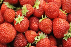 Truskawka odmiany Honeoye - uprawa i charakterystyka