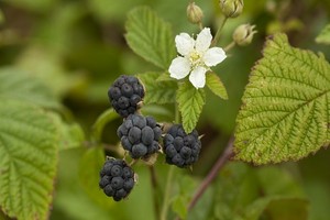 Jeżyna popielica - uprawa, właściwości owoców i zastosowanie