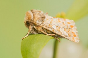 Strzygonia choinówka (sówka) - opis, profilaktyka, szkodliwość i zwalczanie