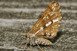 Poproch cetyniak - groźny szkodnik sosny
