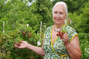 Pielęgnacja malin - zobacz najważniejsze zabiegi pielęgnacyjne