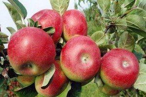 Jabłoń Delikates - uprawa i charakterystyka odmiany