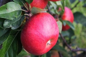 Jabłoń Rubinola - odmiana odporna na parcha