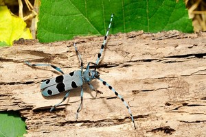 Nadobnica alpejska - opis, charakterystyka i zdjęcia