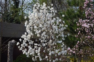 Kiedy i jak sadzić magnolię? Sposób i termin sadzenia magnolii