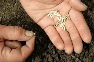 Kiedy siać i sadzić ogórki? Najlepszy termin i technika siewu