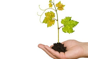 Kiedy i jak sadzić winogrona? Najlepszy termin i technika sadzenia