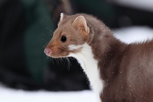 Jak pozbyć się kuny domowej? Najlepsze sposoby na kuny